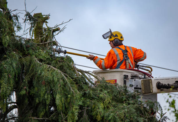 Best Hazardous Tree Removal  in Cameron, WI