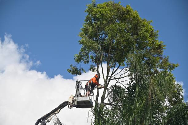 Cameron, WI Tree Services Company