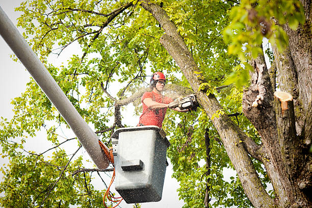 How Our Tree Care Process Works  in  Cameron, WI